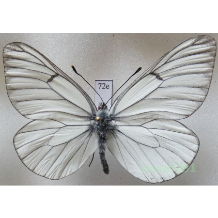 Aporia crataegi (Linnaeus, 1758) male Poland72e